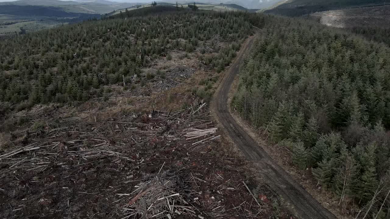 Following an access road, Debris piles litter a recently clear cut forest management area, aerial