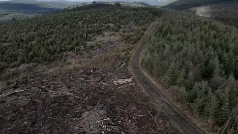 following an access road, debris piles litter a recently clear cut forest management area, aerial