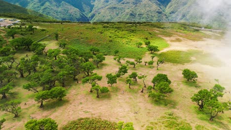 landscape of the fanel forest showing trees and mountains