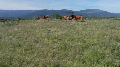 ascending-flight-with-a-drone-in-a-meadow-where-there-are-red-cows-around-a-feeder-with-straw-we-discover-their-wonderful-environment-where-they-live-with-a-beautiful-background-of-mountains-in-spring