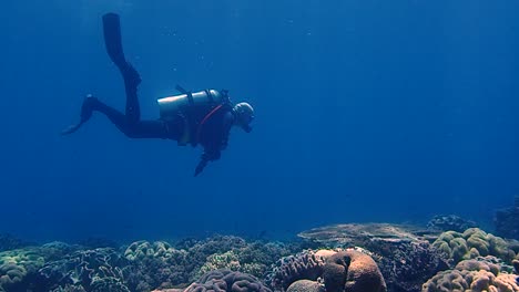 scuba diver exploring a beautiful coral reef