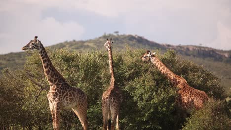 grupo de jirafas comiendo de un árbol de acacia en un safari en la reserva de masai mara en kenia, áfrica