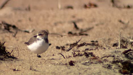 Ein-Regenpfeifer-(Charadriidae)-Allein-Auf-Sand-2013