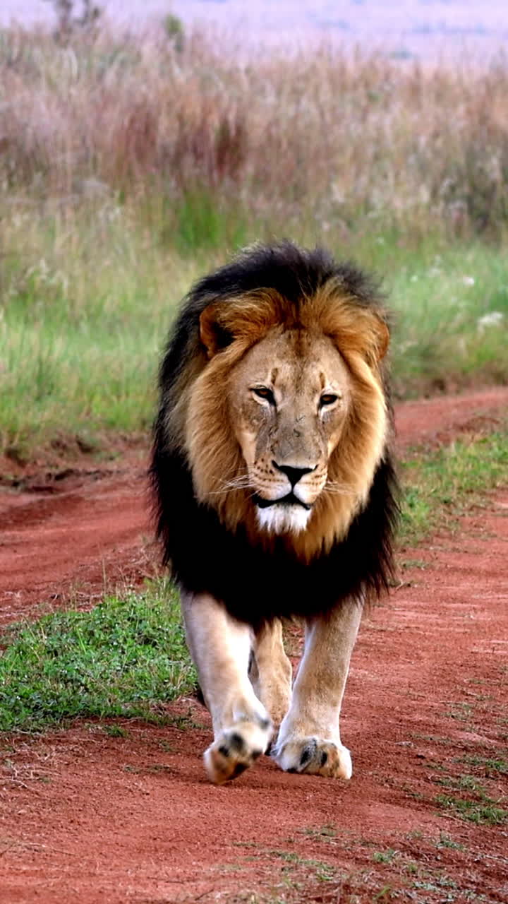 Vertical video of a black mane male lion walking confidently along a red dirt safari track in African bushveld. Ideal for wildlife, safari, and predator content