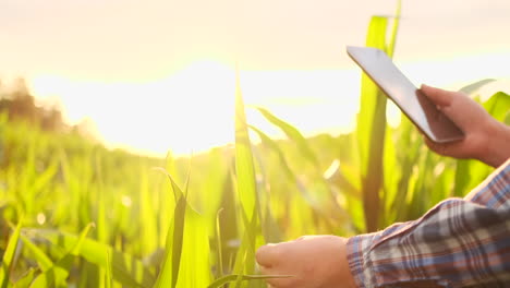 Farmer-agronomist-with-tablet-computer-in-bare-empty-field-in-sunset-serious-confident-man-using-modern-technology-in-agricultural-production-planning-and-preparation