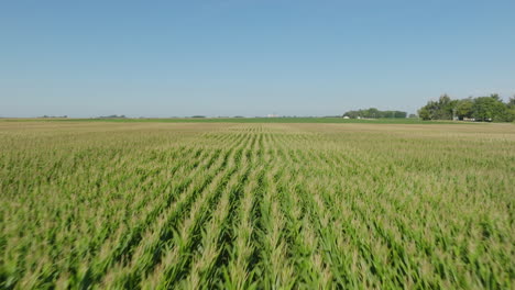 Aerial-Flyover-of-Lush-Corn-Field-Under-Clear-Blue-Skies-on-a-Sunny-Day