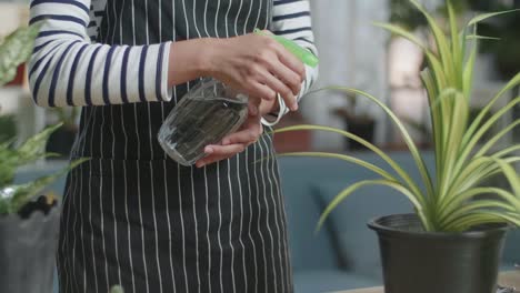 close up of woman's hands watering plants at home