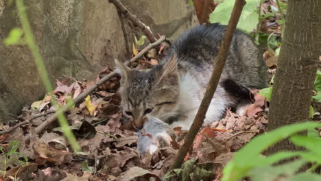 cute small kitten cat eating a mouse in a bush after her mother brought her the prey. closeup, slow motion, daytime, outdoor, 4k