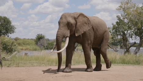 slow motion footage of a giant elephant walking on a patch of dirt with a river in the background