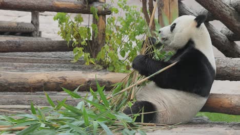 El-Panda-Gigante-(ailuropoda-Melanoleuca),-También-Conocido-Como-Oso-Panda-O-Simplemente-Panda,-Es-Un-Oso-Originario-Del-Centro-Sur-De-China.