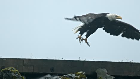 águila calva americana, cierre a cámara lenta