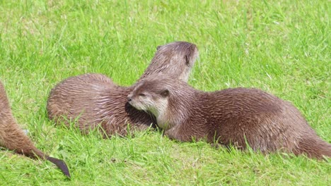 Group-of-young-playful-otters