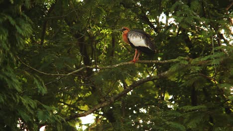 Ibis-Colorido-De-Cuello-Buff,-Ibis-Posado-En-Una-Ramita,-Posado-En-Una-Rama,-Theristicus-Caudatus,-Ibis,-Plumas-Rascadoras,-Con-Pico-Largo,-Naranja,-Fondo-De-Manglar,-Bokeh-Cinematográfico