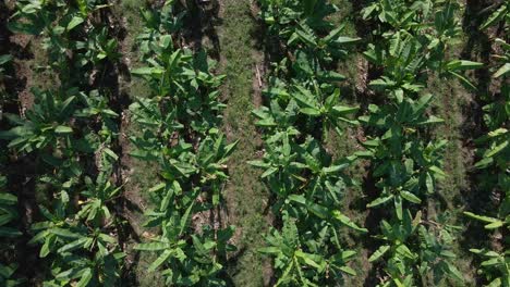 High-angle-aerial-footage-of-a-banana-plantation-from-above