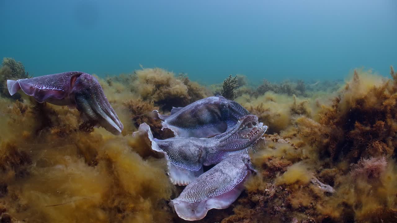 sepia gigante australiana sepia apama migración whyalla sur de australia 4k cámara lenta, apareamiento, puesta de huevos, lucha, agregación, bajo el agua