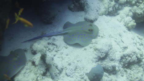 Bluespotted-Stingray-Im-Roten-Meer-Neben-Dem-Korallenriff