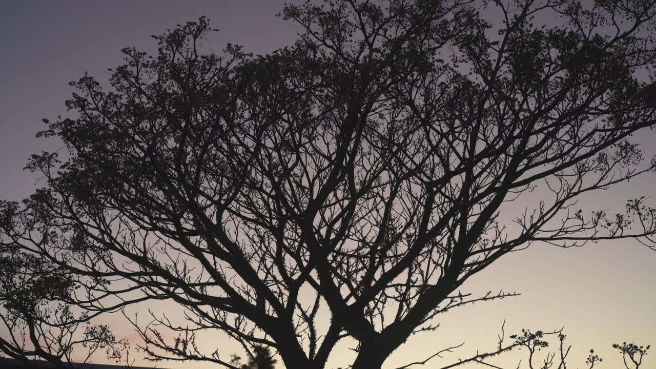 gran árbol nativo silueta contra el cielo brillante de la mañana, nueva zelanda