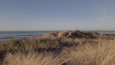 close up flying to coastal plants on sandy dunes revealing ocean water