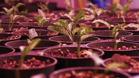 a panoramic close-up shot capturing a plants under a pink growing light