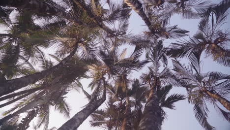 slow motion rise up the trunk of a palm tree in the sunlit jungles of punta banco, costa rica