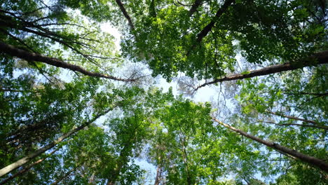 hermosos árboles en el bosque