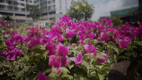 ピンクの花は屋外で