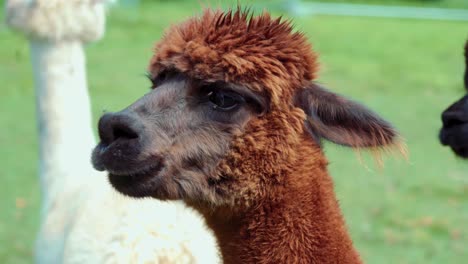 imágenes de 4k uhd de alpaca - alpacas y lama - llamas en un entorno natural