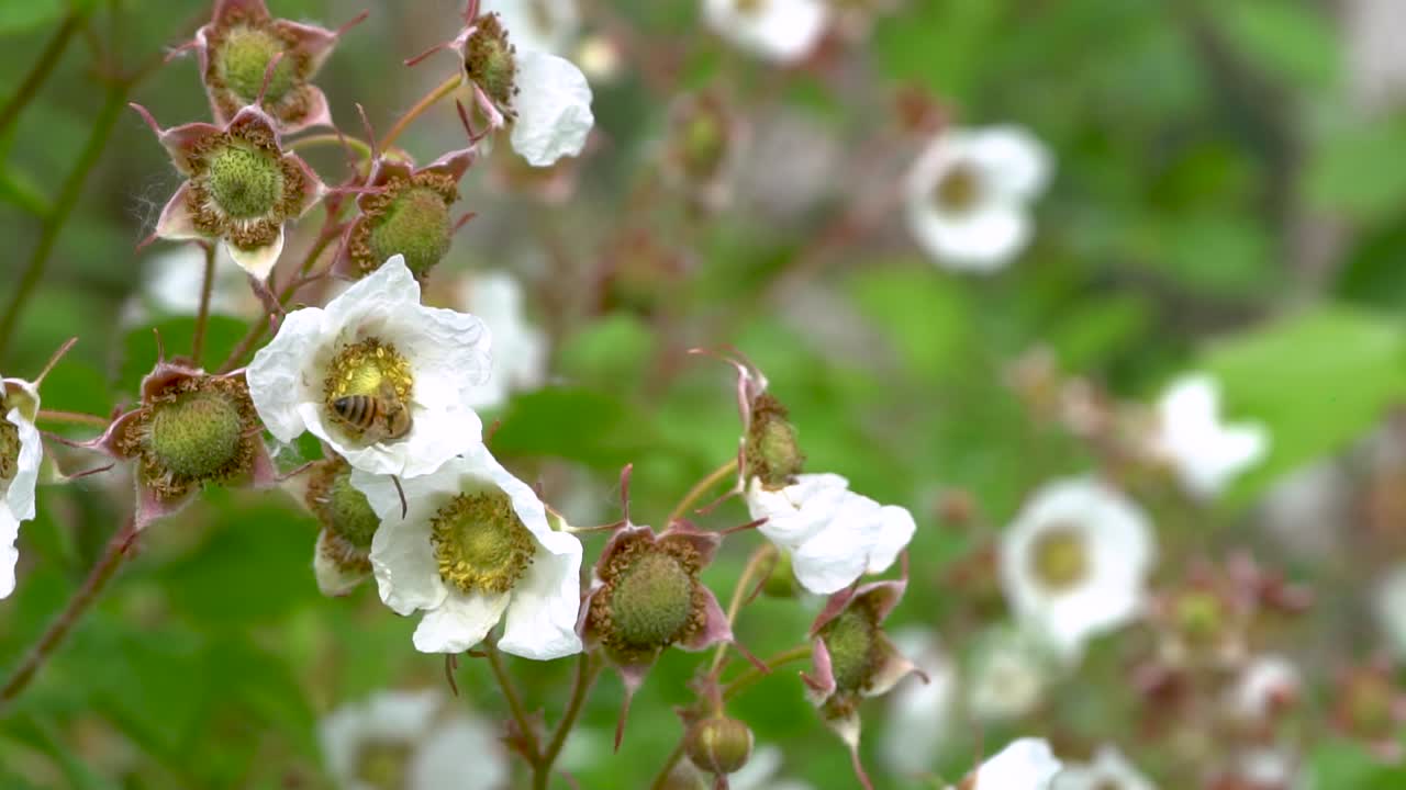 abeja melífera recogiendo polen