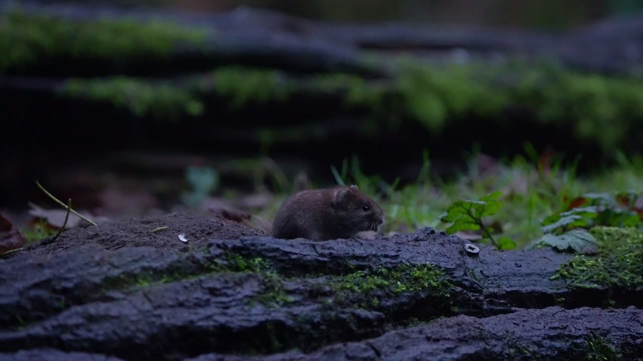 Wild bank vole scurries through leaf litter and moss in slow motion forest clip, Netherlands