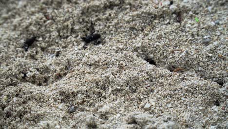 Close-up-of-a-colony-of-ants-creating-a-path-in-the-sand