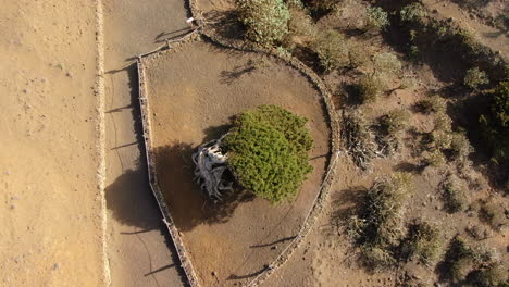 Toma-Aérea-Aérea-Sobre-El-árbol-De-Sabina-En-La-Isla-De-El-Hierro-En-Un-Día-Soleado