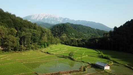 fly over green wonderful valley in deep wood forest hills mountain landscape in background birds flying peaceful free the rice paddy farm field scenic shot and farmer works on land traditional life