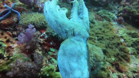 octopus turns from black to white whilst swimming straight at camera