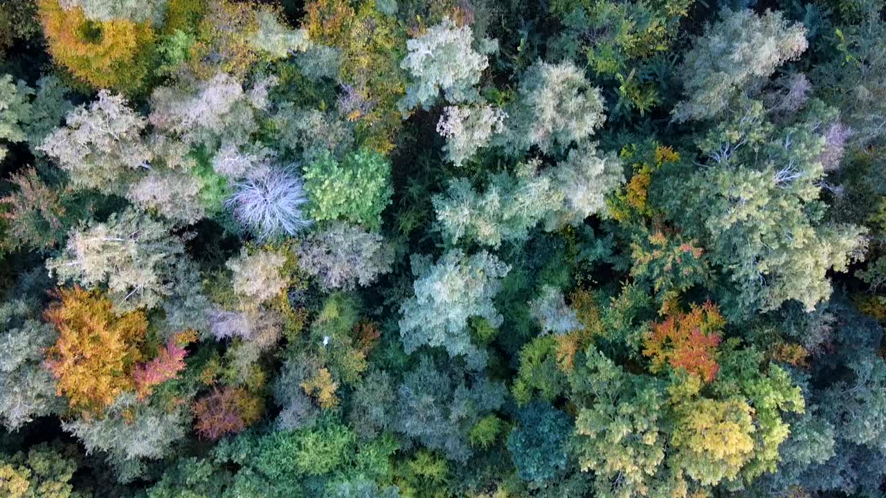 Forrest in the fall. Drone video of a forrest in the danish fall. 
Great colors of the fall. 
Dansk skov om efteråret. Drone optagelser.
Vellerup Vig.
