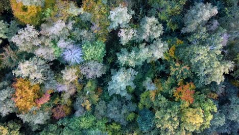 forrest in the fall. drone video of a forrest in the danish fall. 
great colors of the fall. 
dansk skov om efteråret. drone optagelser.
vellerup vig.