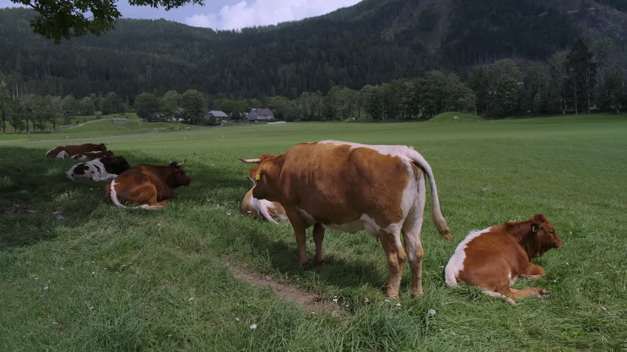 Mucca su un prato di montagna