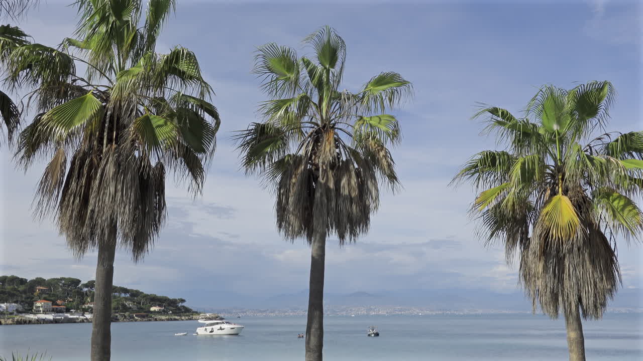 Palm trees with a boats docked on the blue sea and a coastal town and the mountains on the background