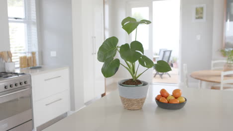 Gran-Cocina-Blanca-Vacía-Con-Plantas,-Gran-Armario-Y-Horno,-Cámara-Lenta