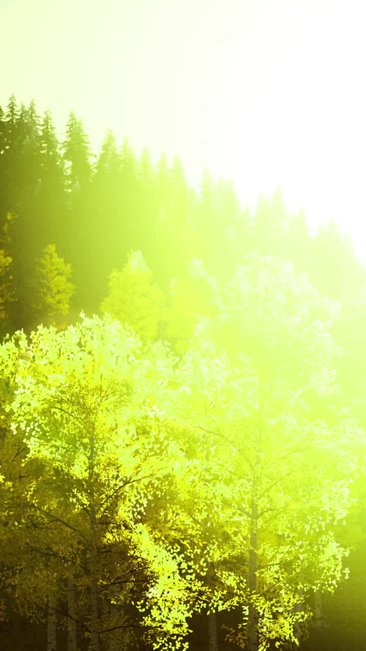 Sunlight filters through vibrant trees in a serene forest during autumn