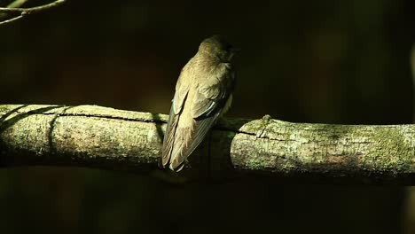 dusky crag martin perched on a tree branch, flaps its wings