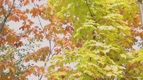 Atemberaubende-Herbstlaubblattfarbe-Waldlandschaft-In-Cheltenham-Badlands-In-Caledon,-Ontario-Kanada