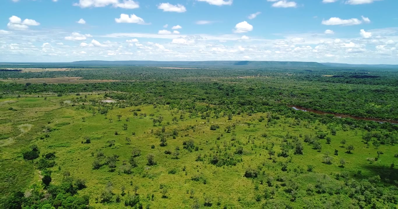 Open cerrado grassland and seasonal wet savanna with scattered shrubs and native vegetation near Arinos, Minas Gerais, Brazil across the Urucuia Plateau landscape. Drone pullback aerial shot.