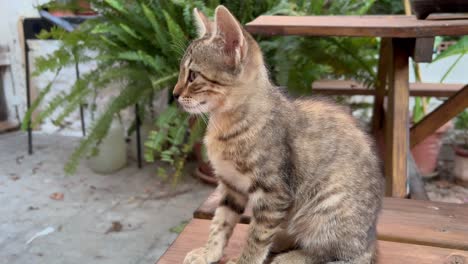 adorable pretty kitty seated in a wooden bench falling asleep