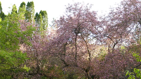 view of trees with green and pink leaves, blooming trees in nature