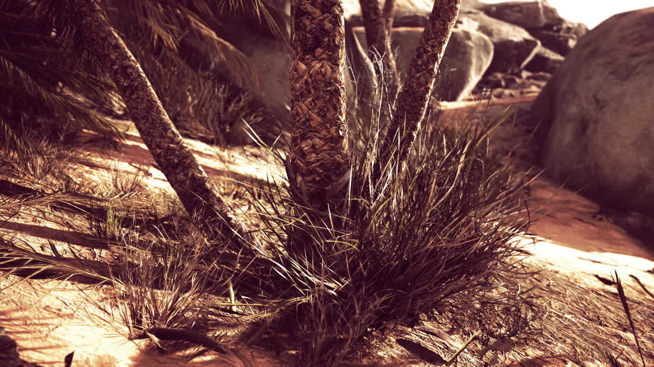 el sendero del oasis de las palmas es una de las muchas caminatas populares en el parque nacional