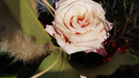 Pink-Rose-Flower-in-Bloom