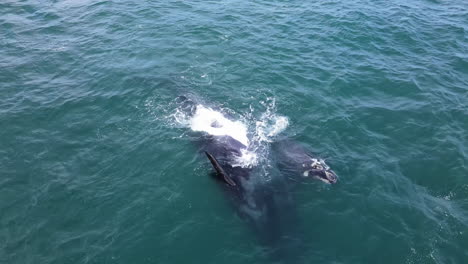 ballena franca austral con aletas deformadas en la espalda, cría juguetona