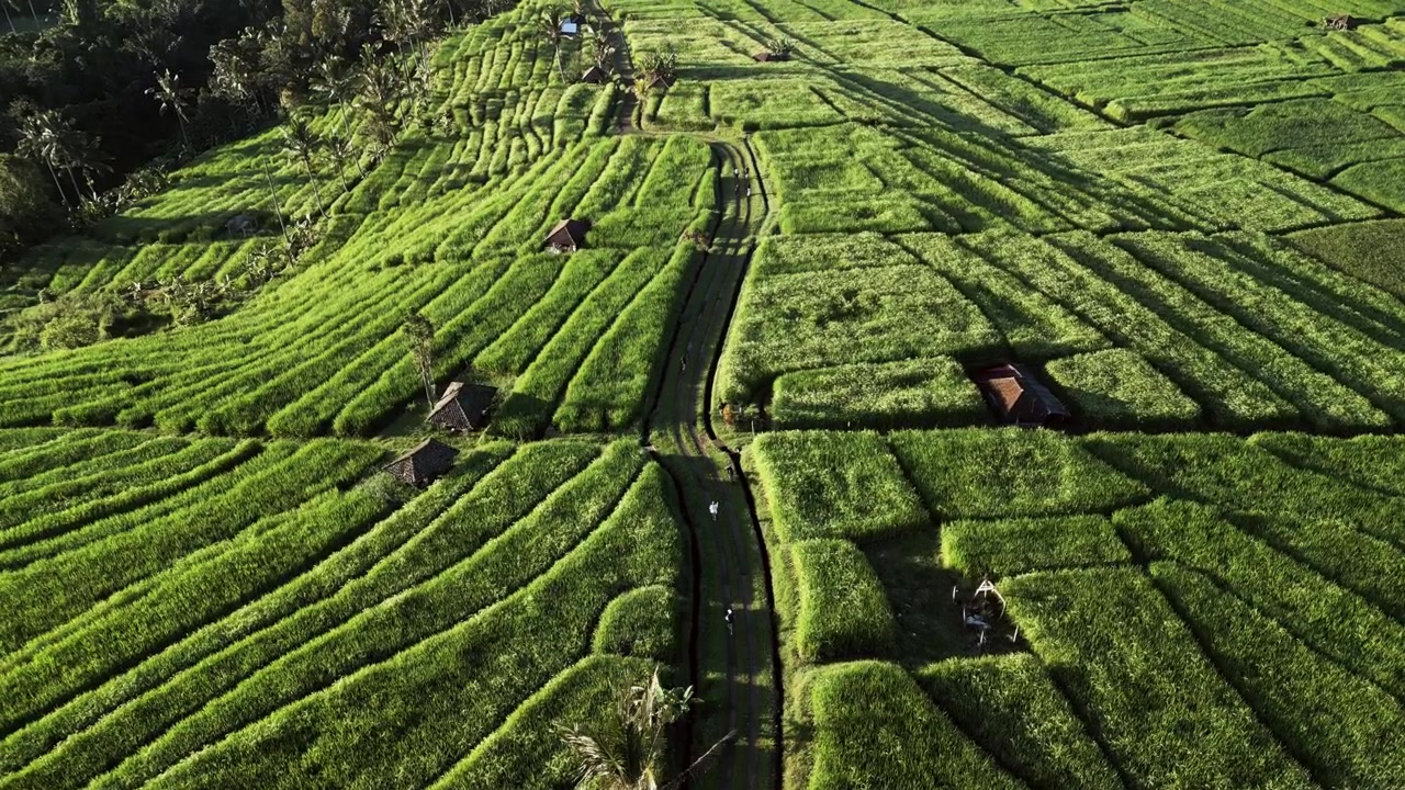 Riprese aeree con drone in avvicinamento di corridori mattutini che si muovono attraverso vivaci terrazzamenti di riso con sentieri di campagna tortuosi e lussureggianti terreni agricoli tropicali che risplendono nella luce dorata dell'alba.