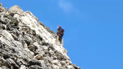 Turkey-vulture-standing-atop-the-pyramid-of-Temple-1-at-Chacchoben,-Mayan-archeological-site,-Quintana-Roo,-Mexico