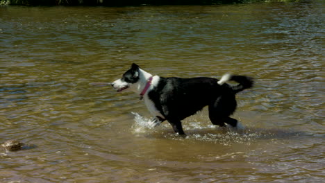 Mittlere-Aufnahme-Eines-Schwarz-weißen-Border-Collies,-Der-Wasser-Schüttelt,-Während-Er-In-Einem-Flachen-Fluss-Steht